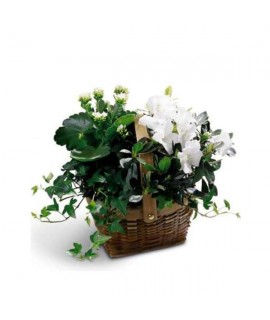 White Assortment Basket